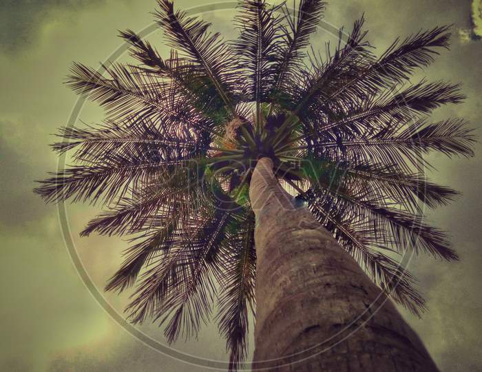 Coconut tree from below view