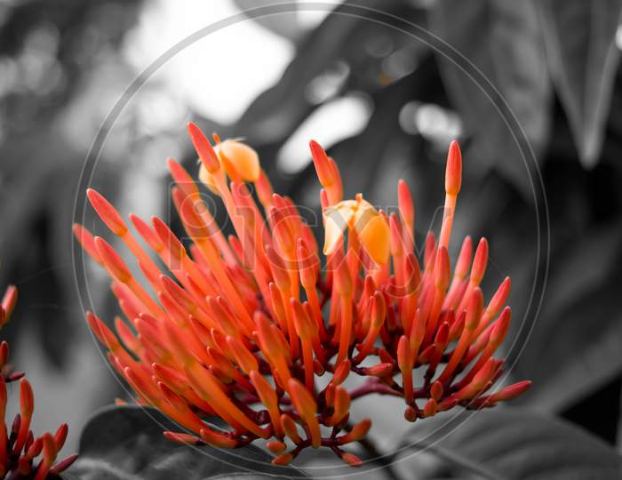 Grevillea Robyn Gordon in Assam. Beautiful Red spike flower. Grevillea 'Robyn Gordon'
