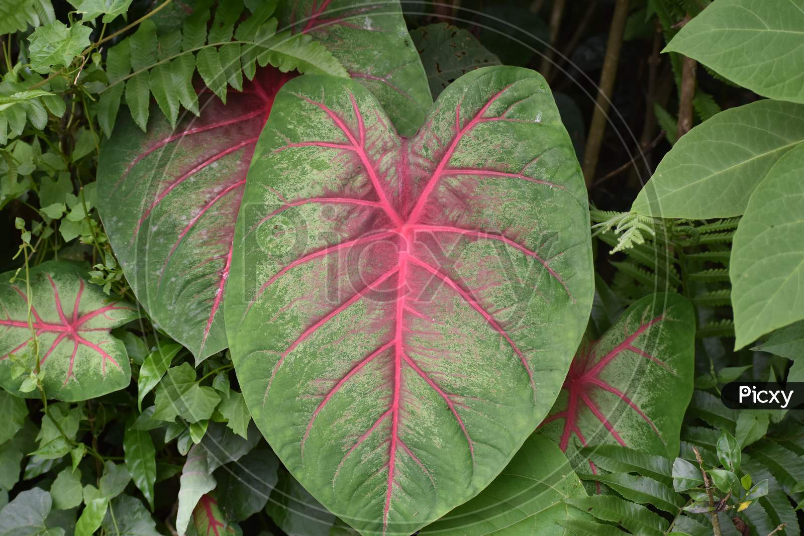 a fern with red colour stripes