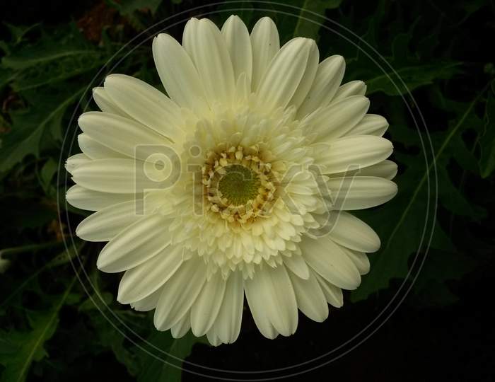 White Gerbera Flower With Green Center Core