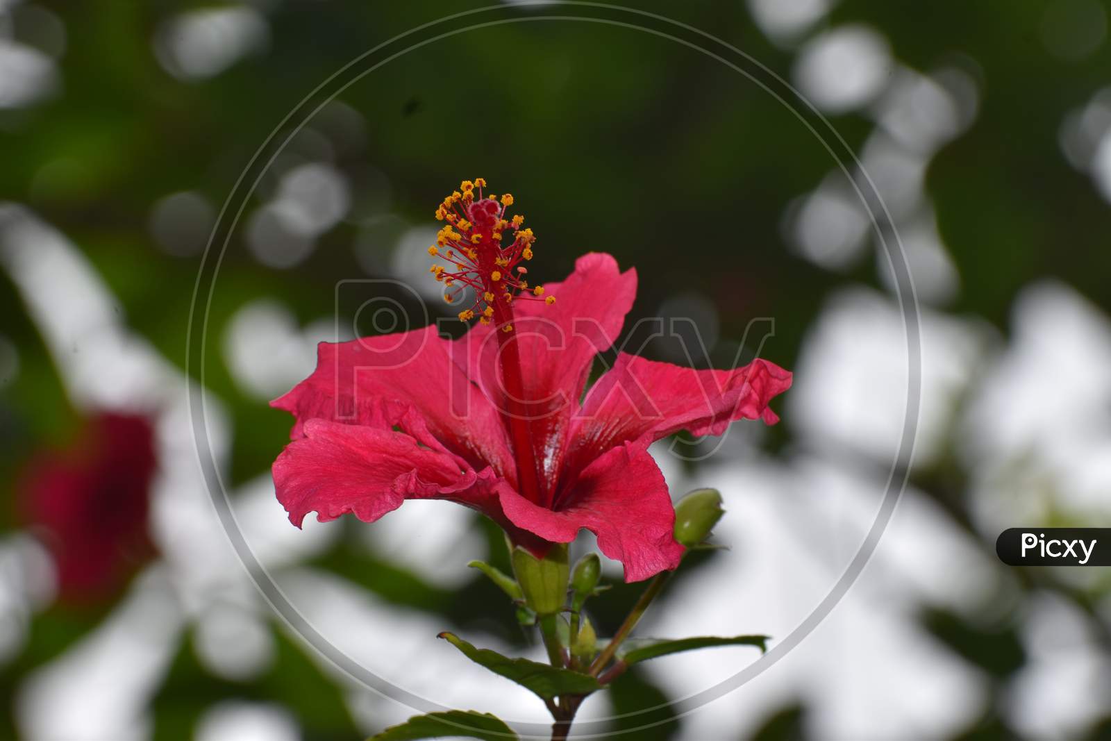 a china rose flower is in full bloom