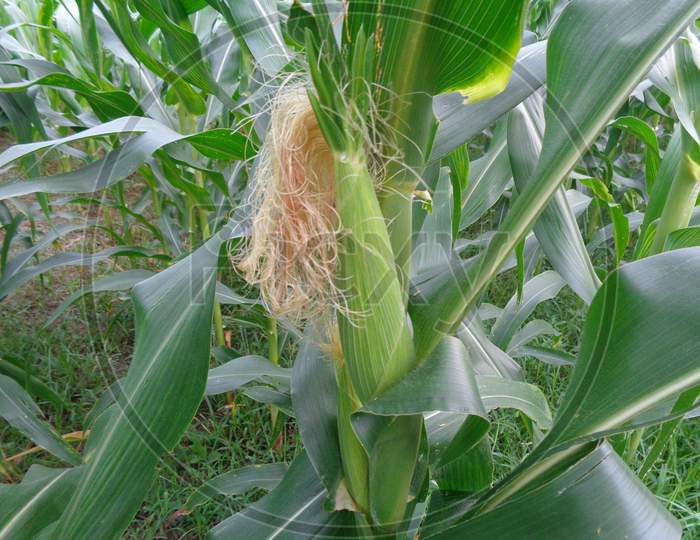 Maize or corn growing in the field