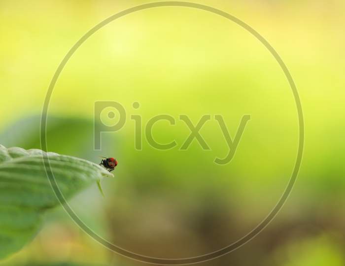 Close up shot of Housefly on a Leaf