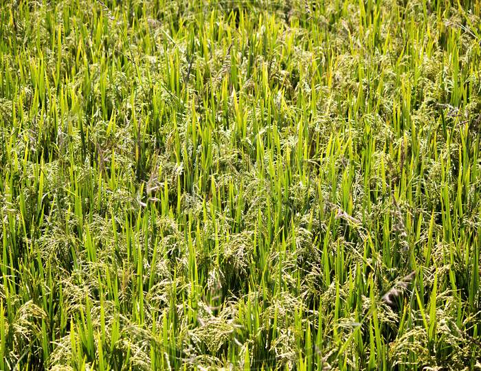 Rice Crop Field