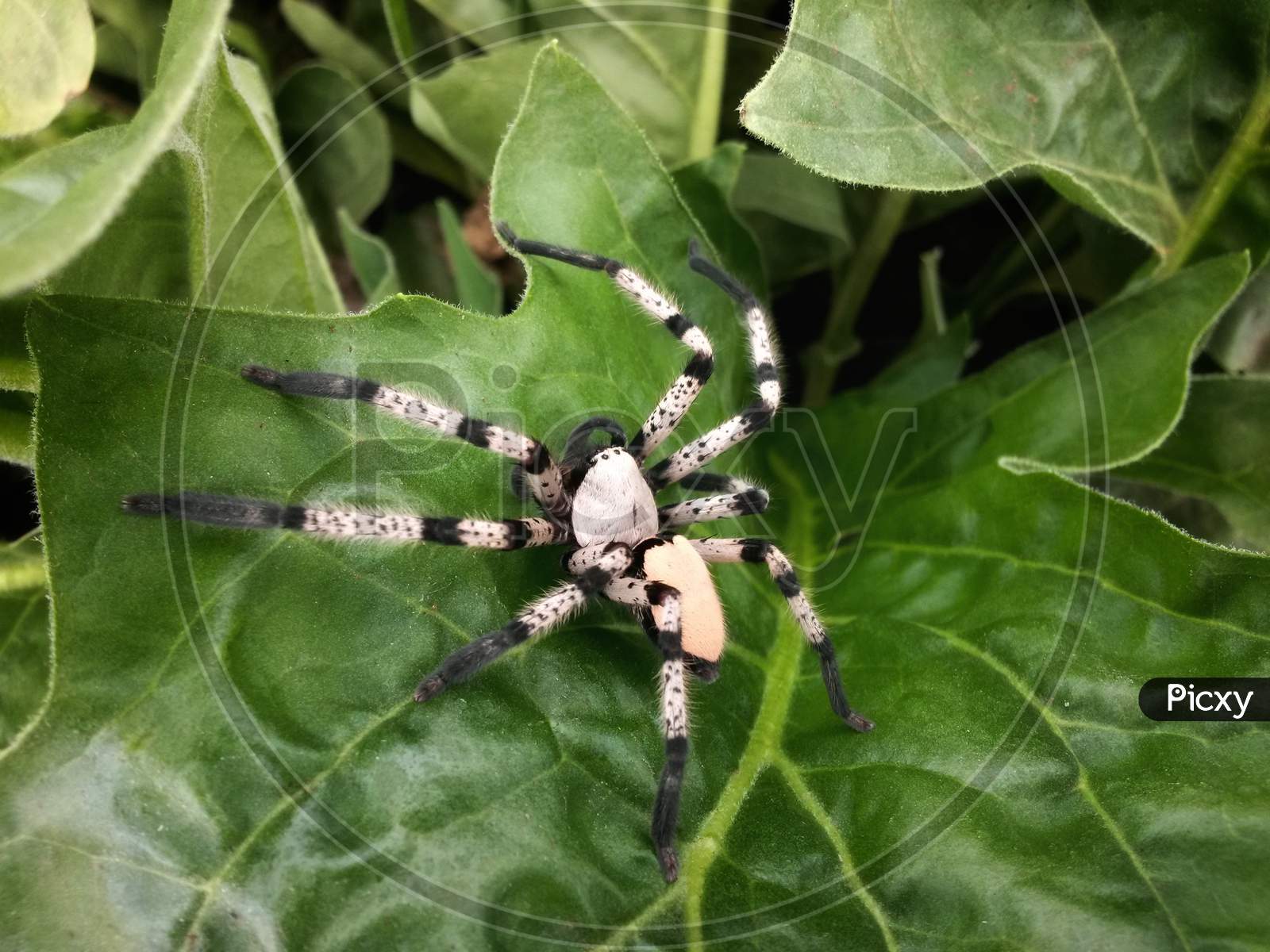 Giant Crab Spider Or Huntsman Spider On Plant