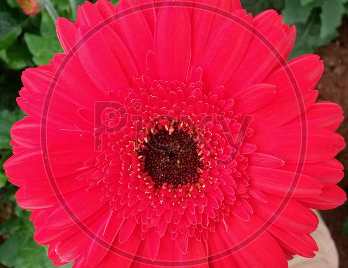 Red Gerbera Flower With Black Center Core