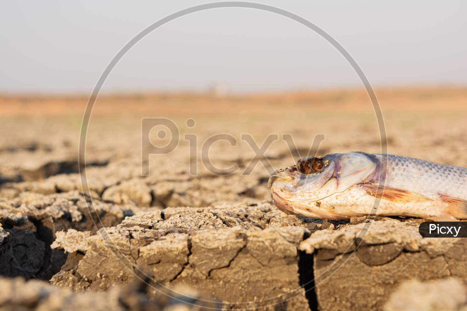 Closeup Of Died Fish In A Dried Up Empty Reservoir Or Dam Due To A Summer Heatwave, Low Rainfall, Pollution And Drought In North Karnataka,India