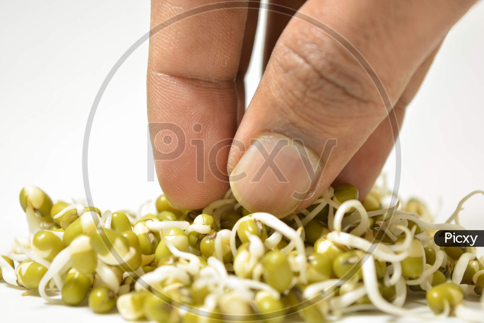 Picking Up Sprouted Green Gram Good For Health