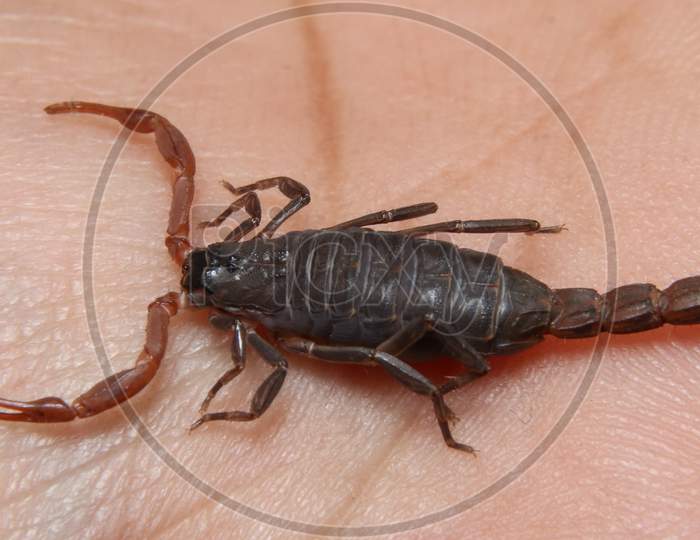 a baby scorpion on hand