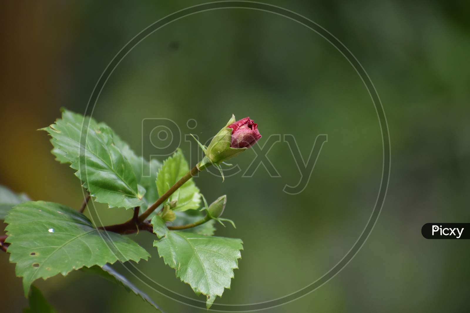 a bud of a china rose flower