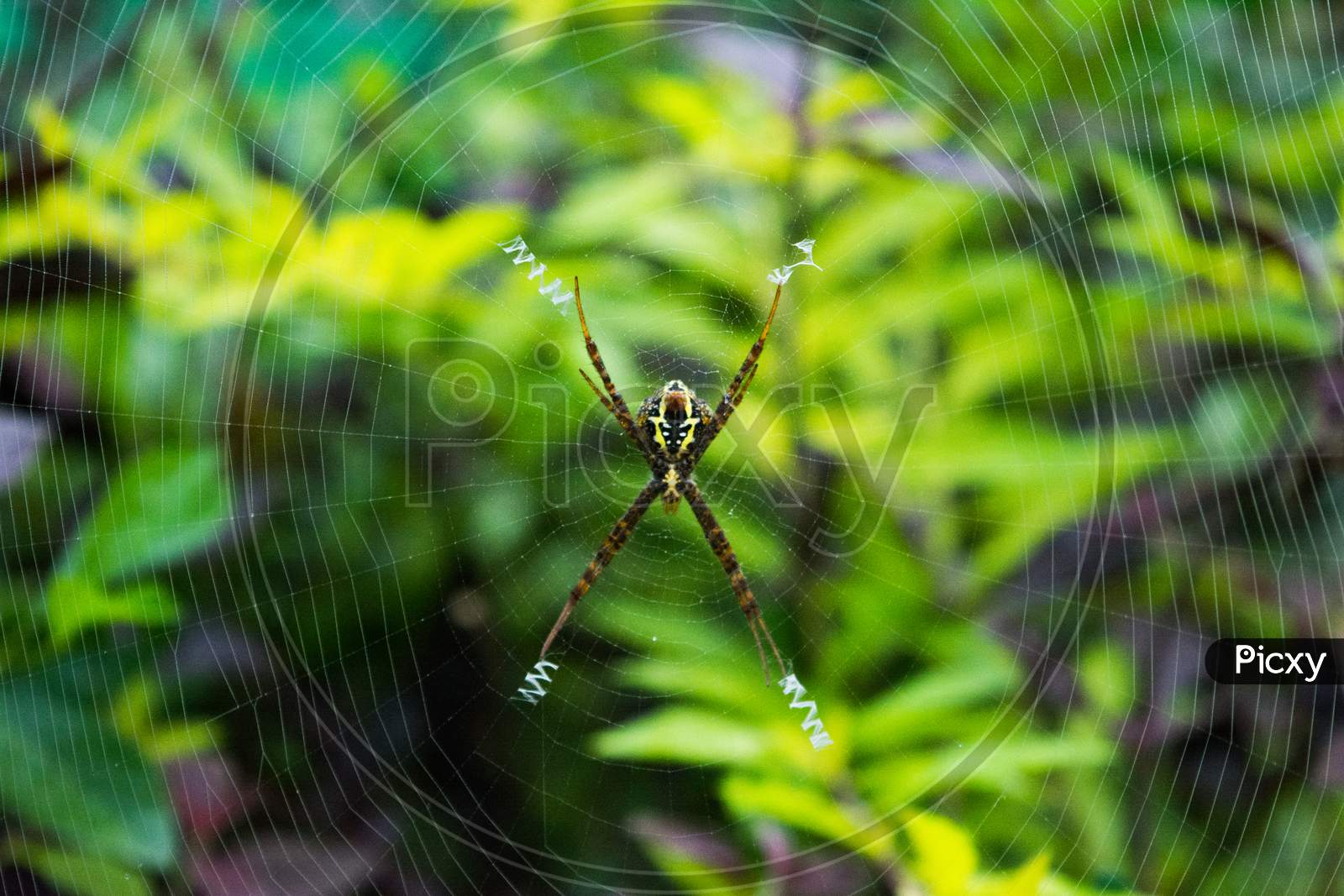 Close up macro shot of a Garden spider sitting on the spider web, spiders are insects