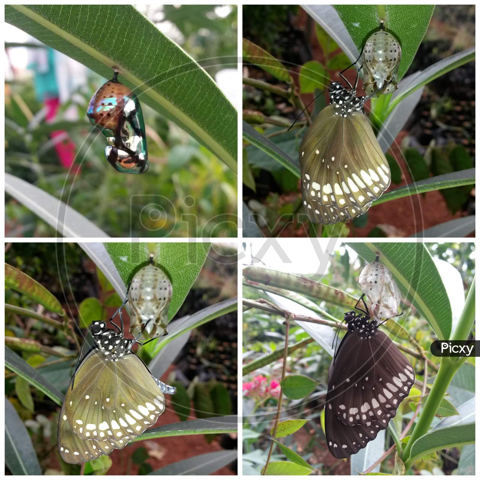 Crow Butterfly Chrysalis Process