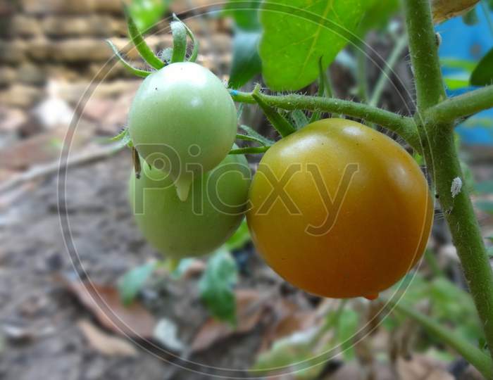 Green and yellow tomato in the garden