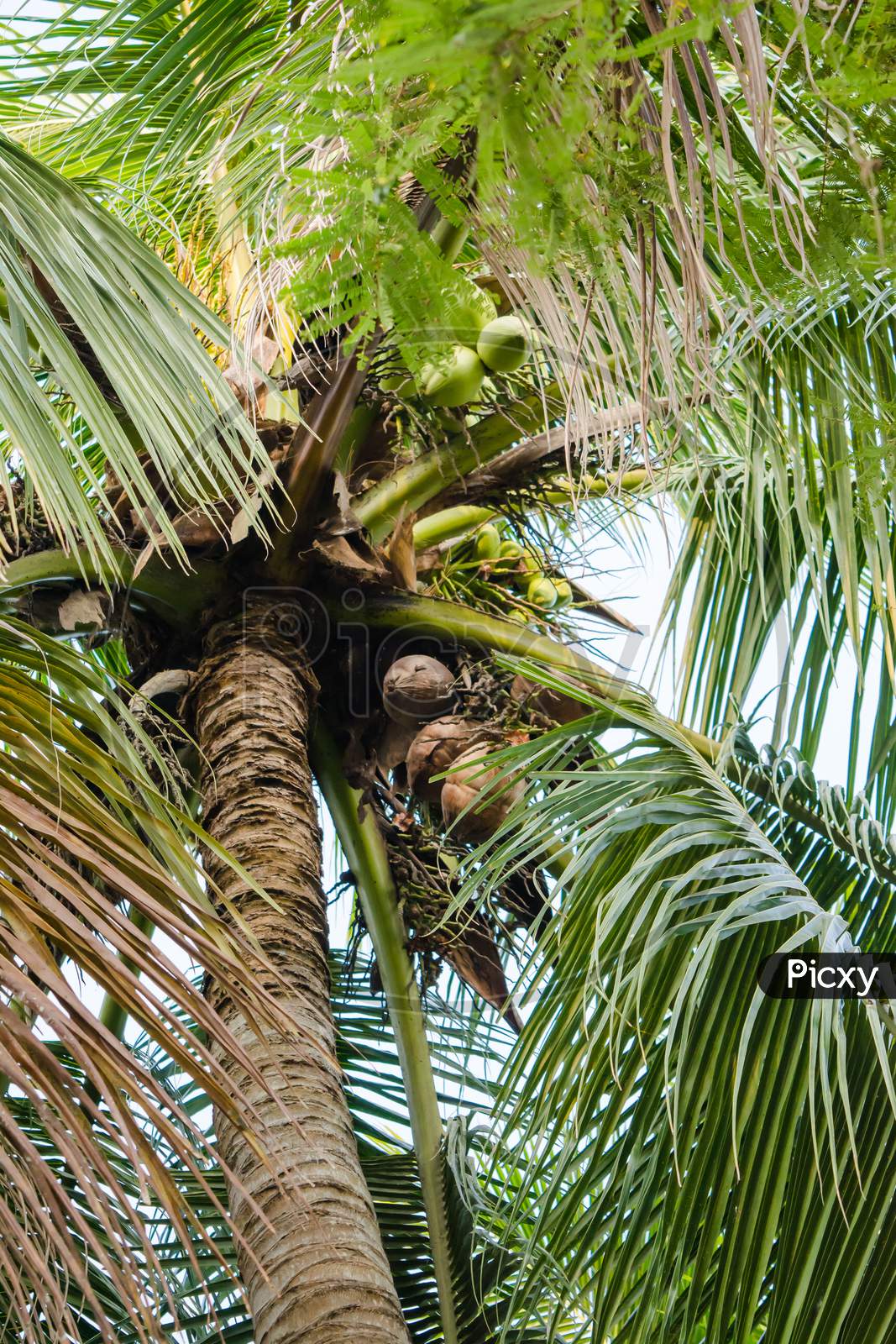 Beautiful Coconut palm tree, full of coconuts in  golaghat, assam