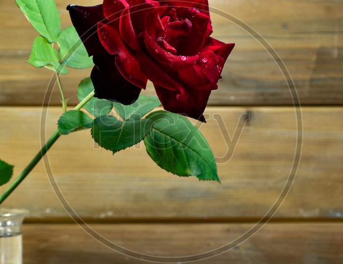 Beautiful Closeup Of A Red Rose.