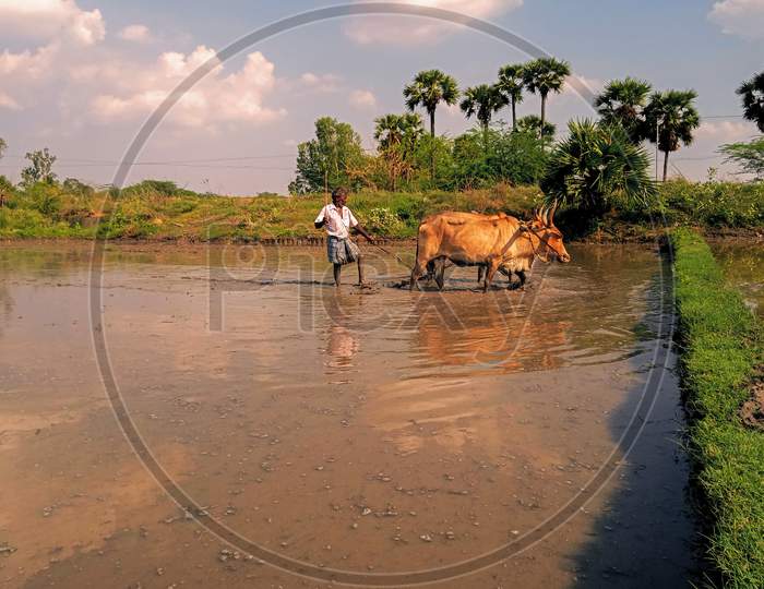 Tindivanam, Tamil Nadu / India - June 1 2020: A Farmer Ploughing His Field With A Pair Of Oxen For Rice Planting In India. Field Cultivating For Paddy At The Onset Of Monsoon With Traditional Plow.