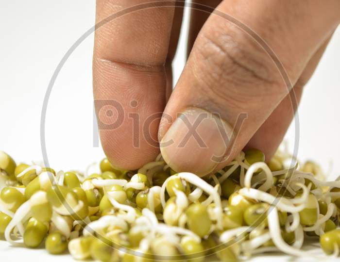 Picking Up Sprouted Green Gram Good For Health