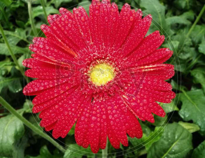 Red Gerbera With Water Dew Drops