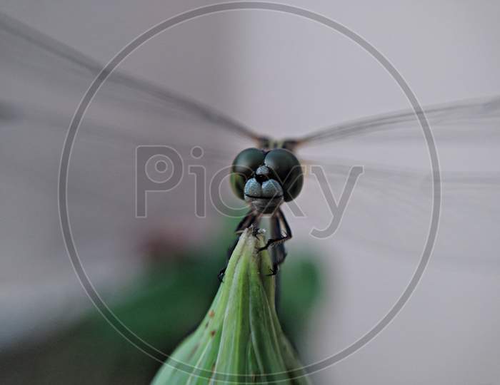 Macro Shot Of Dragonfly Head In The Wild. Macro Photography Of A Dragonfly Sitting On A Blade Of Grass.