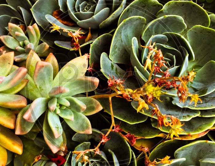 succulents plants