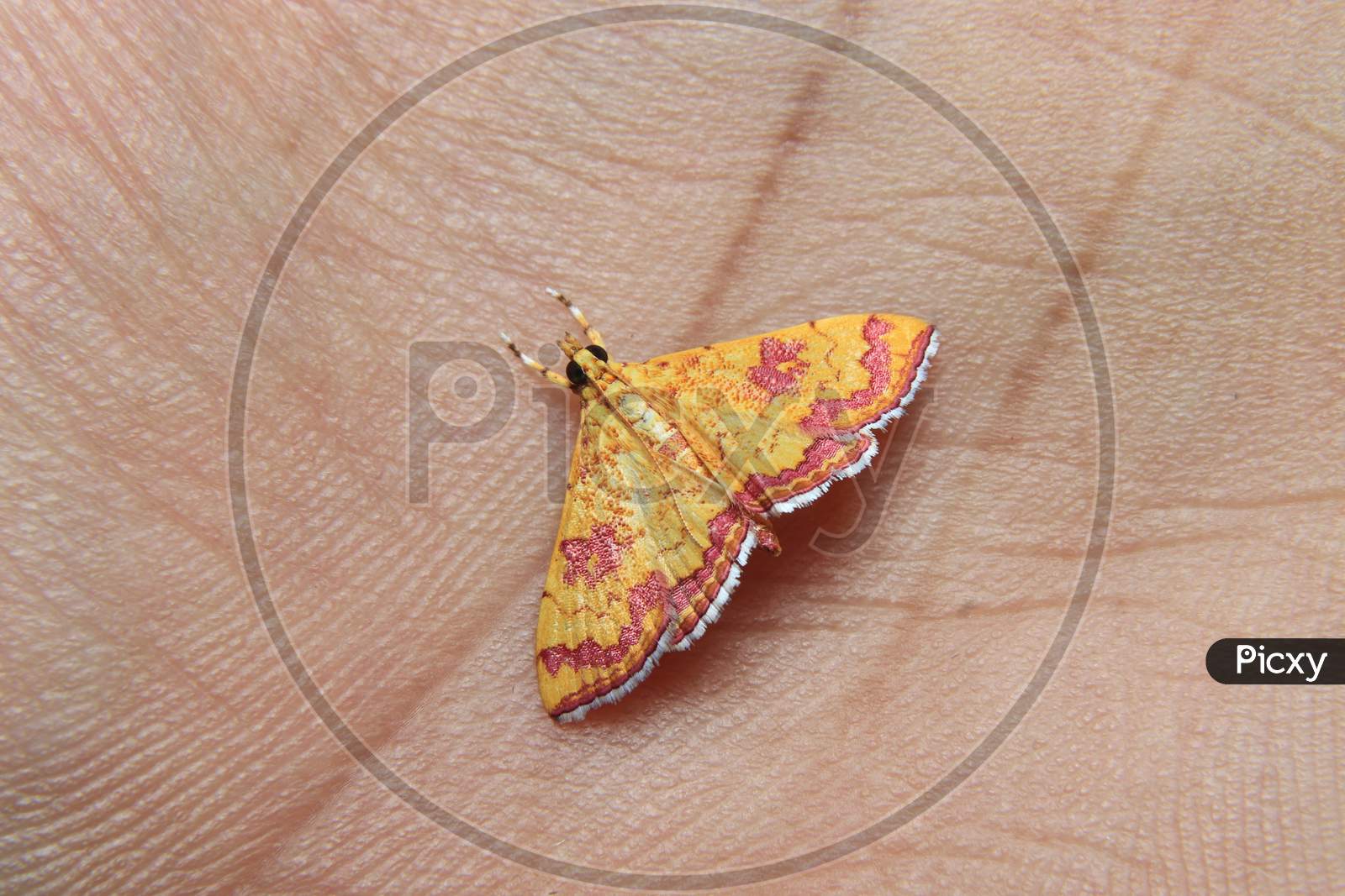 little colorfull Isocentris filalis moth on hand