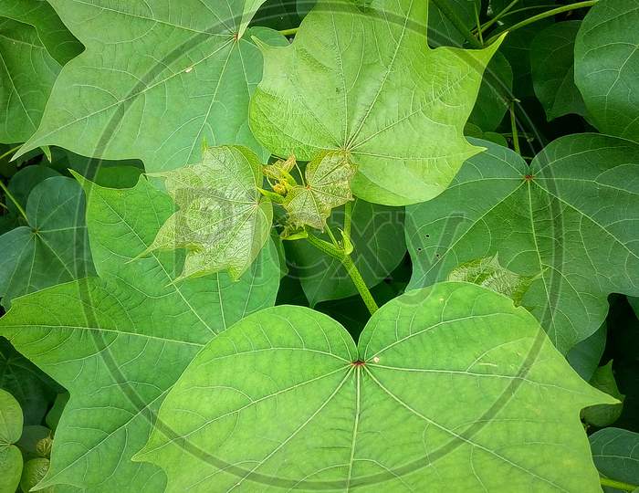 Cotton green plant