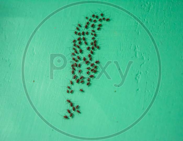 Ants are eusocial insects of the family Formicidae and, along with the related wasps and bees,