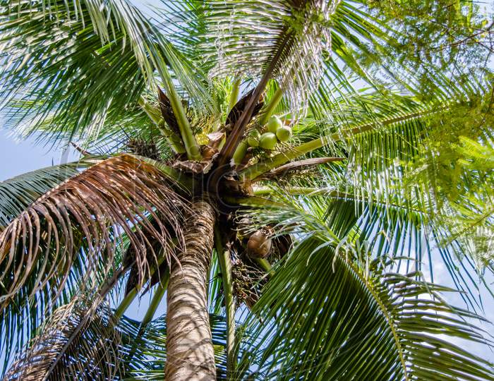 Beautiful Coconut palm tree, full of coconuts in  golaghat, assam