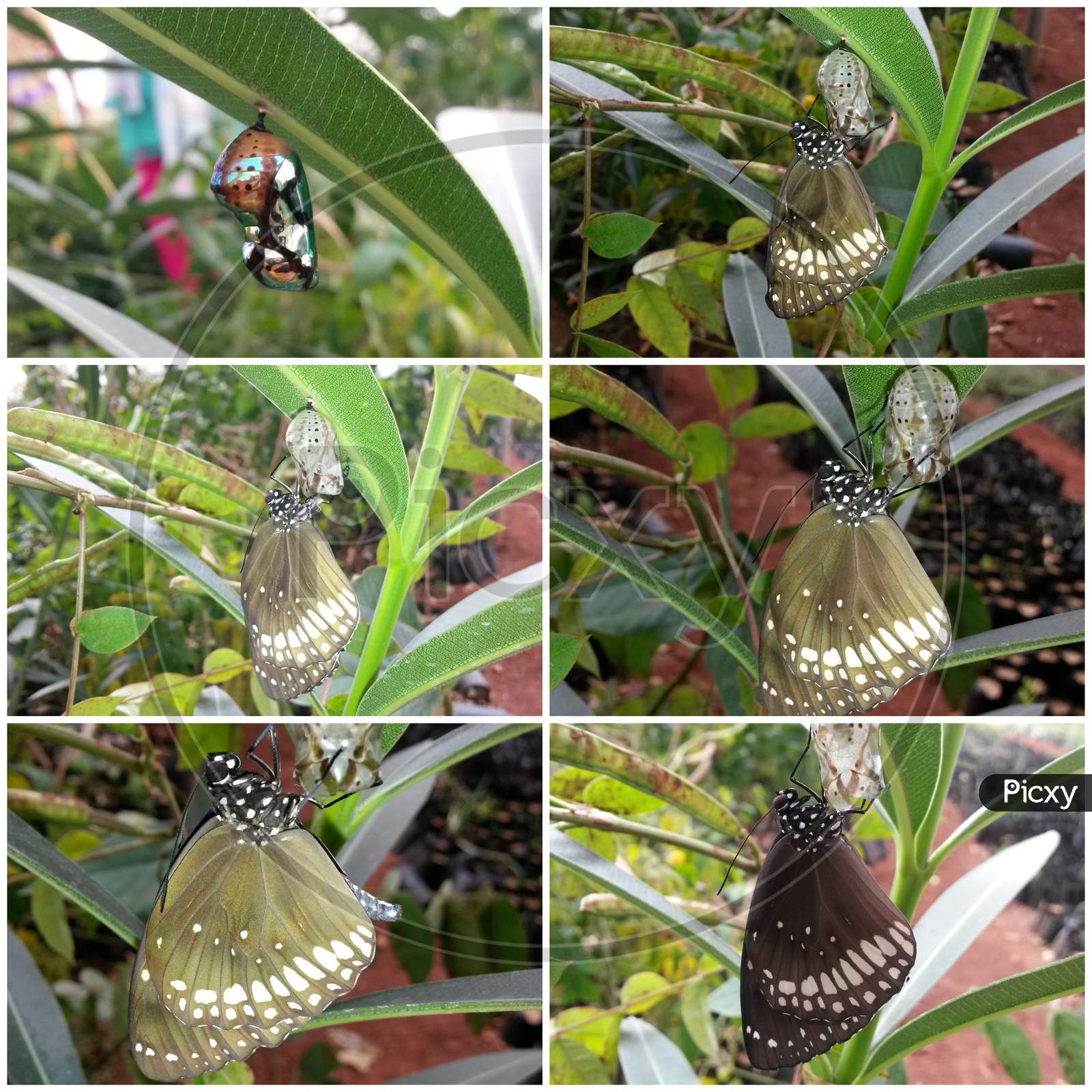 Crow Butterfly Chrysalis