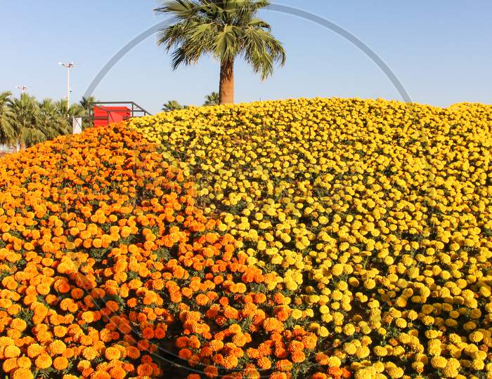 flower show in yanbu saudi arabia