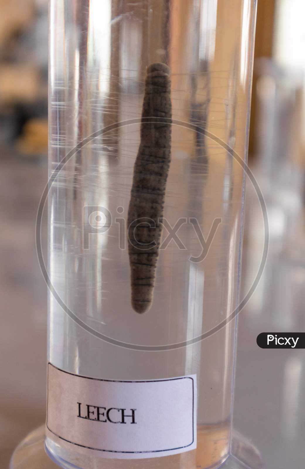 Leech In Lab Glassware At Science Laboratory In College