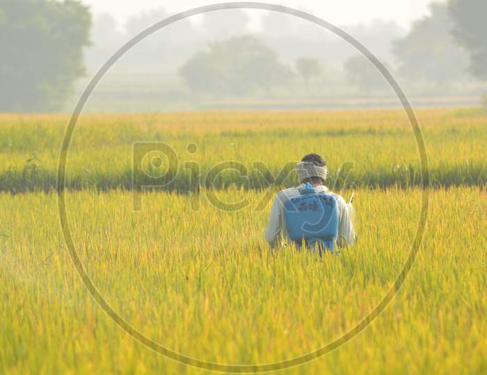 Farmer Spraying Pesticide In Paddy Field.