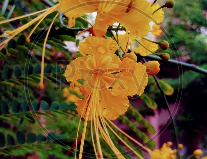 Amazing yellow coloured flower