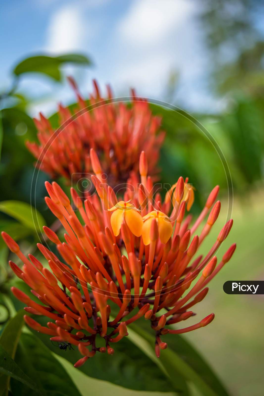 Grevillea Robyn Gordon in Assam. Beautiful Red spike flower. Grevillea 'Robyn Gordon'