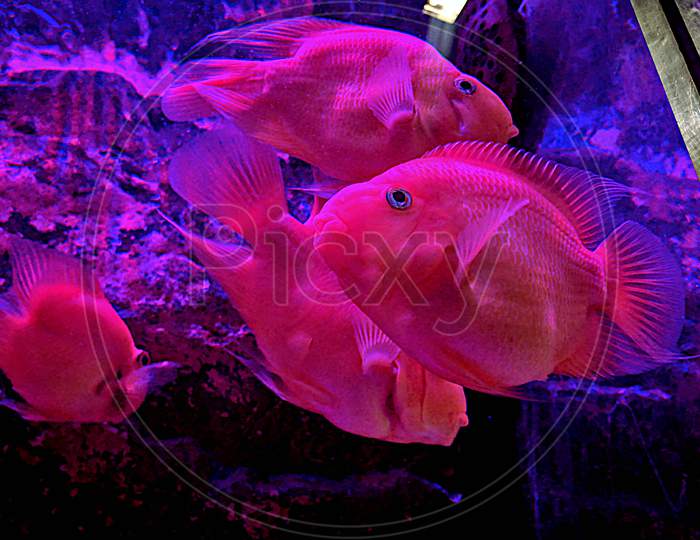 blood parrot cichlid commonly known as aquarium parrot fish swimming in the aquarium tank.