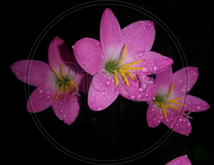 Pink Rain Lily In Rain