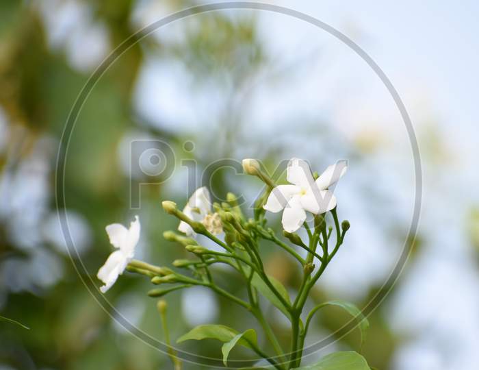 Crepe Jasmine flower with green leaves and branch