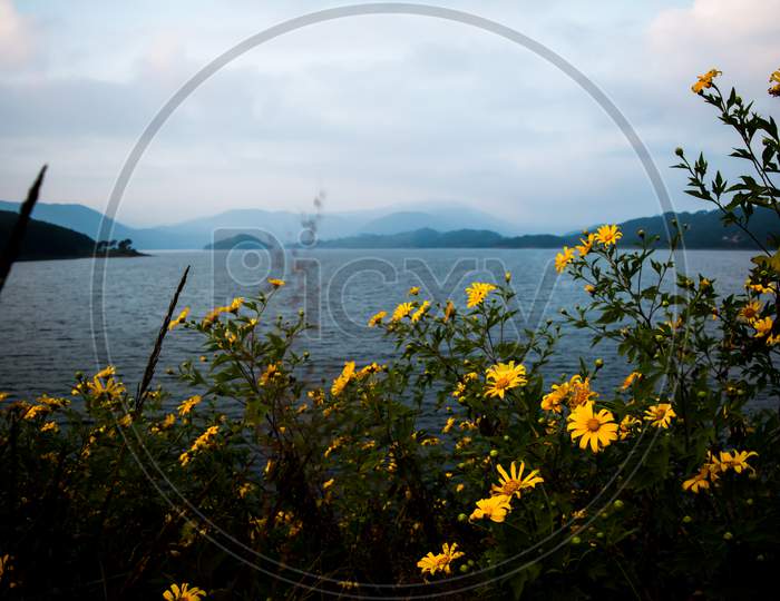 Umiam lake located at Shillong. Sunflowers at umiam lake shillong meghalaya india.