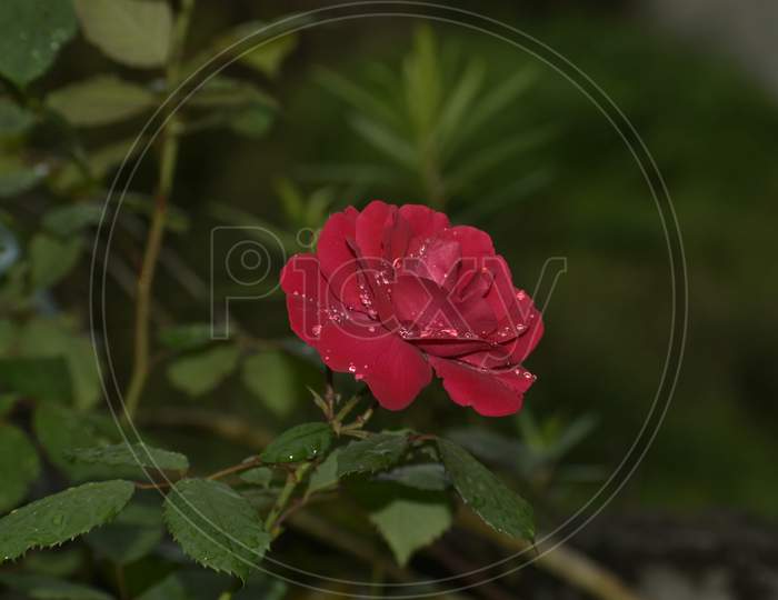 A Beautiful Closeup Of A Red Rose After Rain.