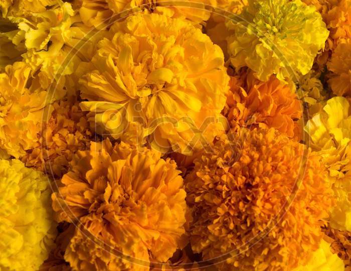 Close up shot of Marigold flowers