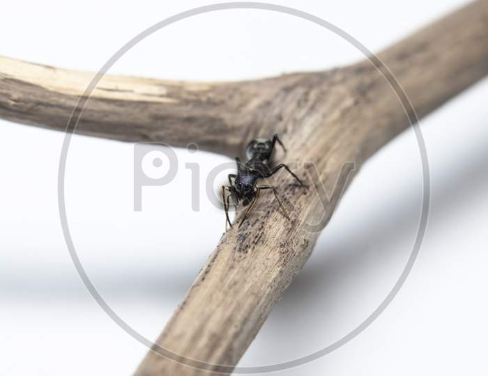 Ant Mimicking Jumping Spider On Branch