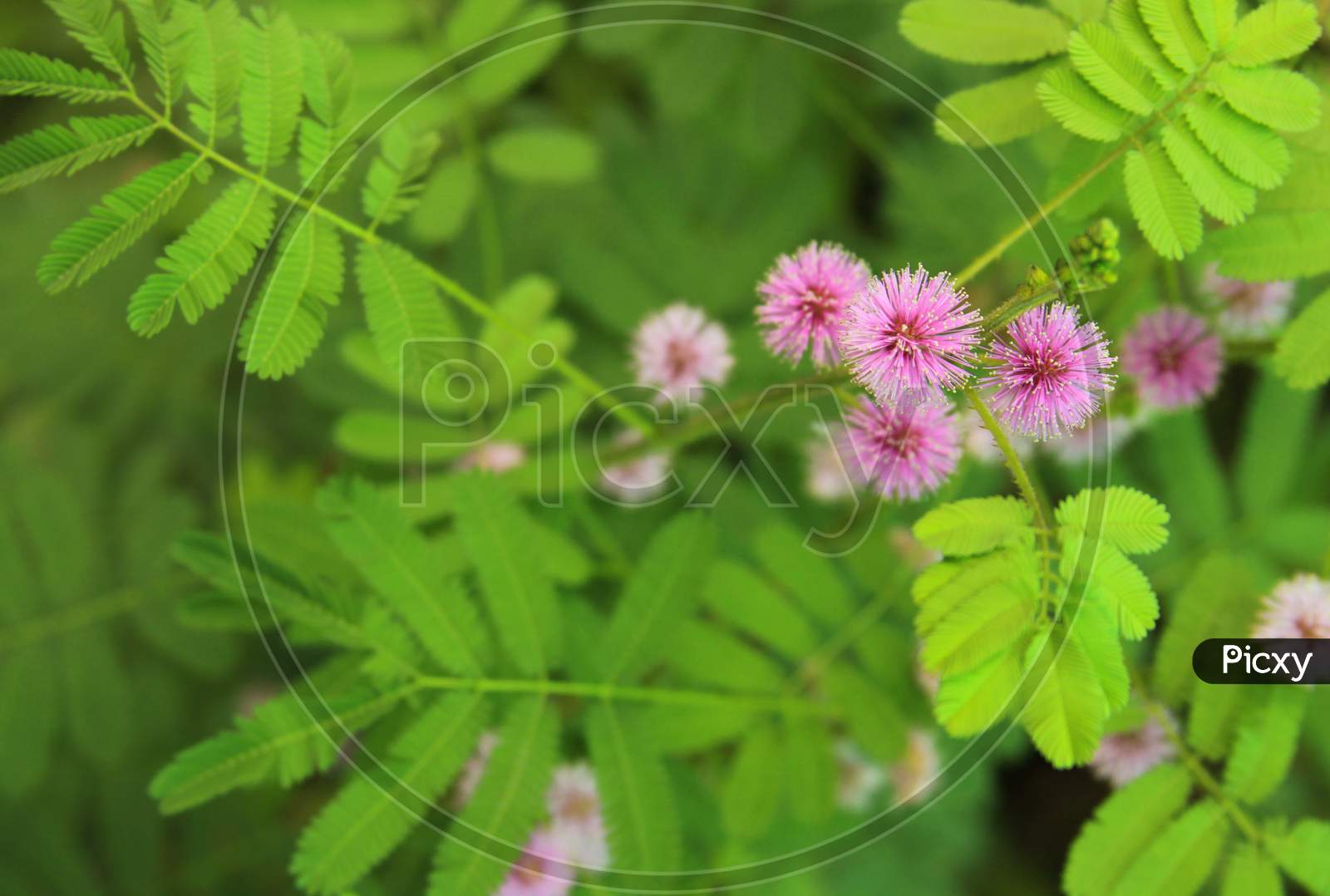 Mimosa Pudica Plant With Pink Flower In Bloom