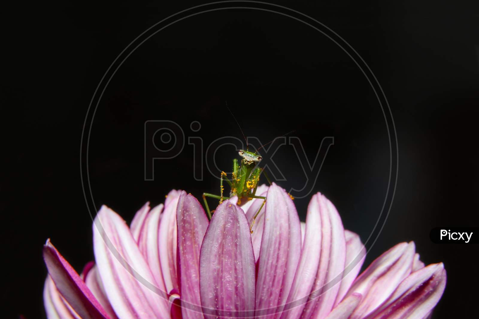 Baby Green Praying Mantis On Flower