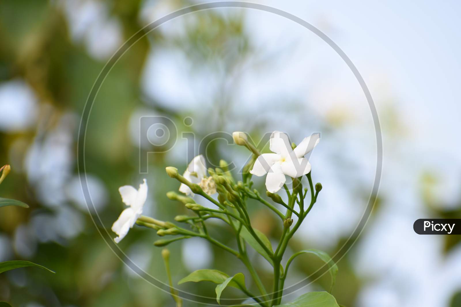 Crepe Jasmine flower with green leaves and branch