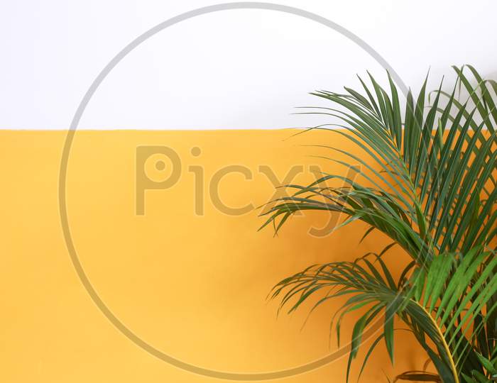 Green Plant In A Yellow Plain Background