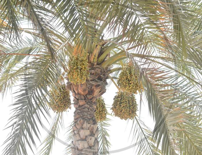 Palm Date Fruit And Tree - Bottom View.