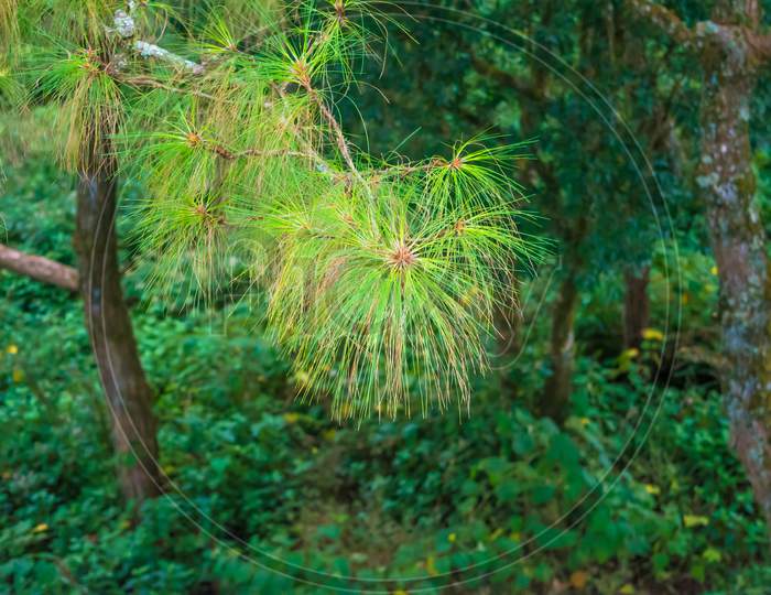 Pine tree at Shillong View Point, Laitkor Peak shillong meghalaya india.