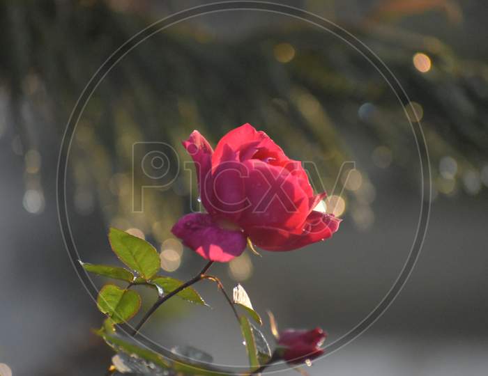 A Beautiful Closeup Of Red Rose Flower.