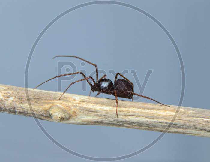 Brown Spitting Spider (Scytodes Fusca) On A Branch