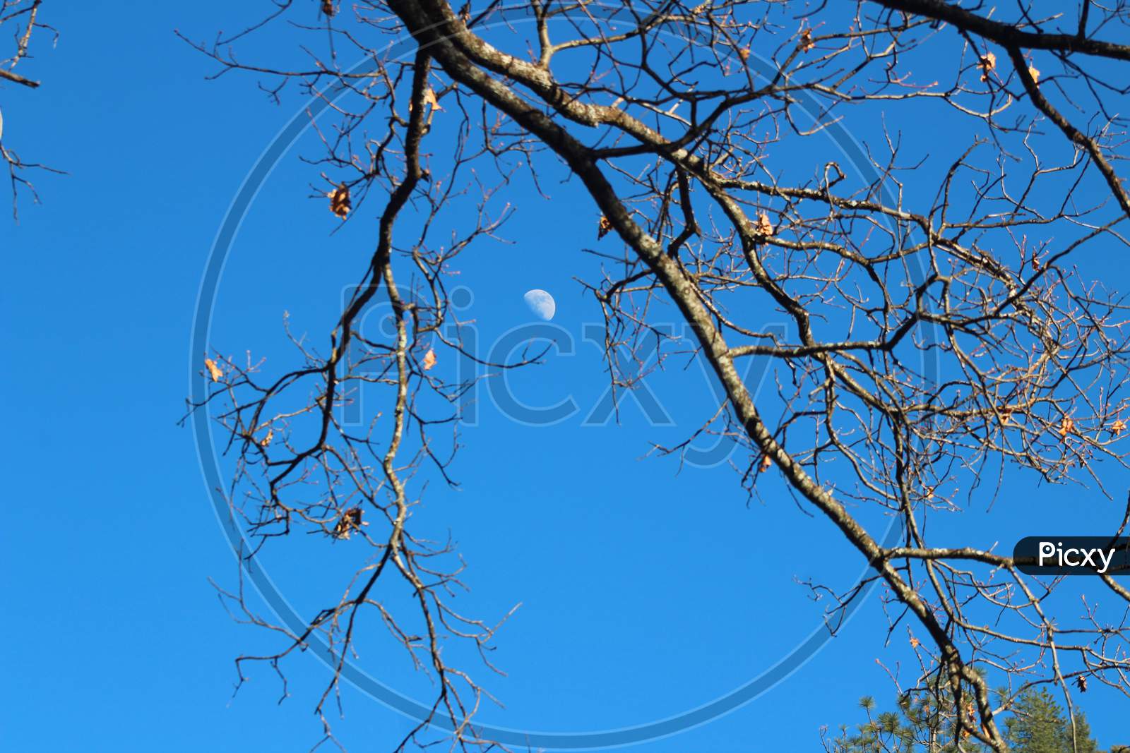 Moon Through the Branches